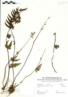 藏品(毛囊紫柄蕨)的圖片